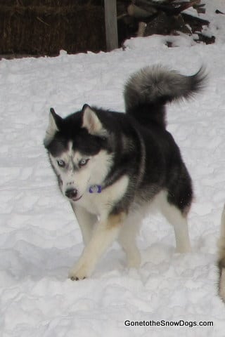 Snow Dogs | Siberian Husky 