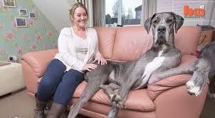 giant great danes