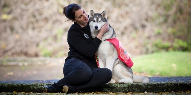 Are huskies good service dogs