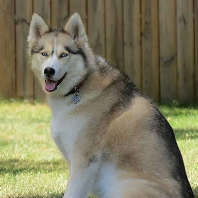 7 year old husky