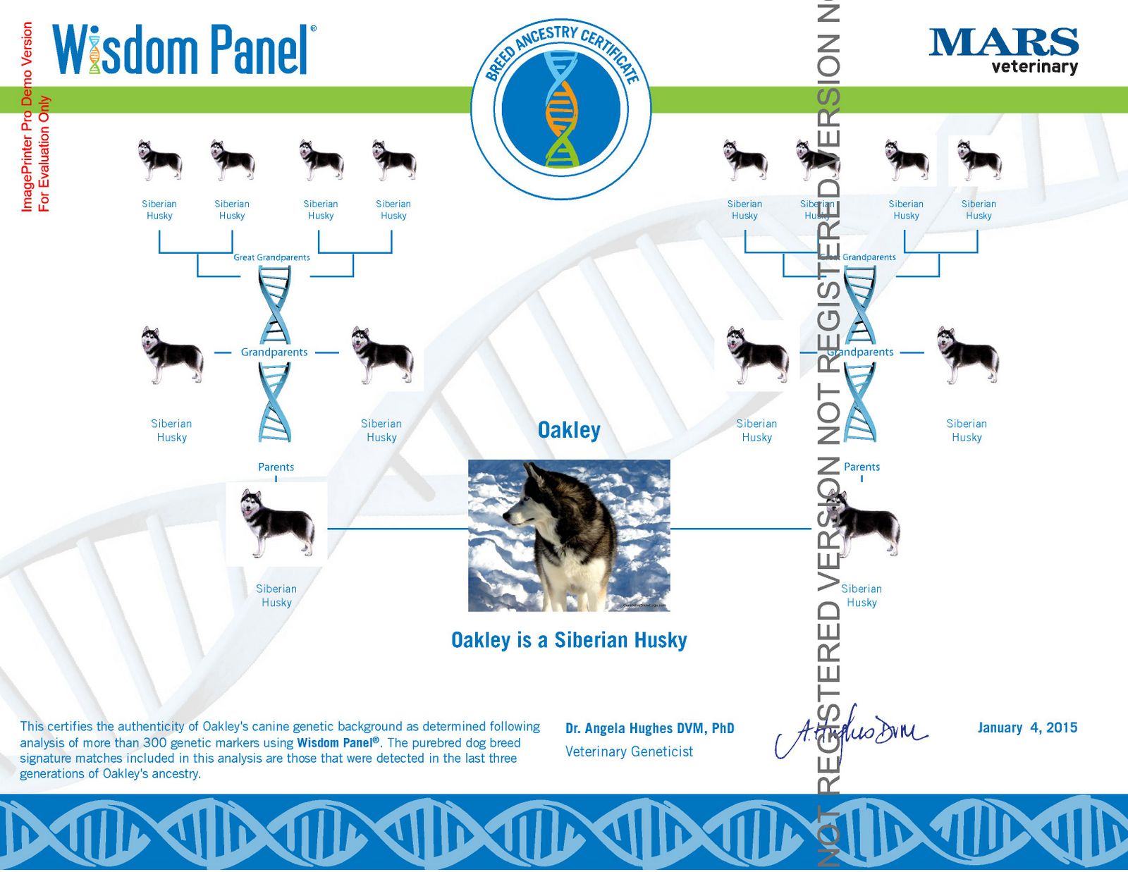DOG DNA TEST | OAKLEY Siberian Husky 