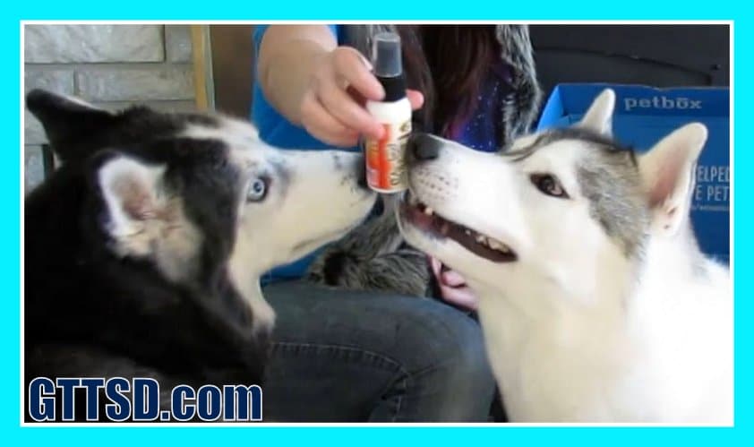 dog food spray