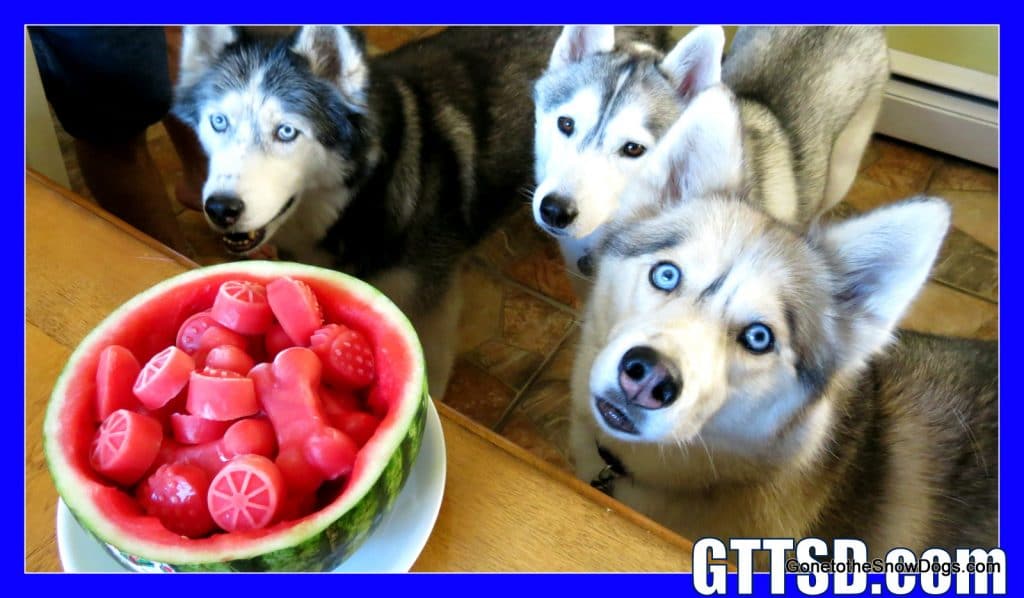 WATERMELON DOG TREAT How to make Frozen Dog Treats DIY Gone to the