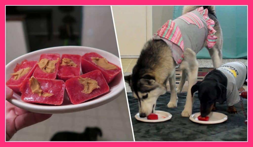 DIY FROZEN STRAWBERRY TREATS FOR DOGS Gone to the Snow Dogs