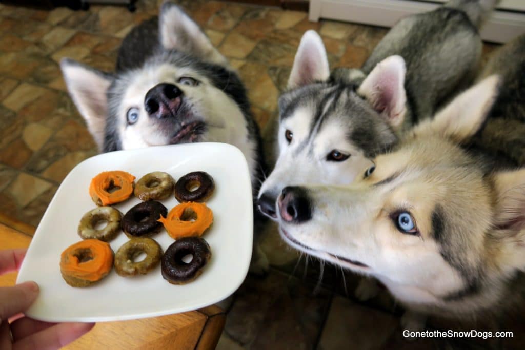PUMPKIN DONUTS DOG TREAT How to make Dog Treats DIY Gone to the