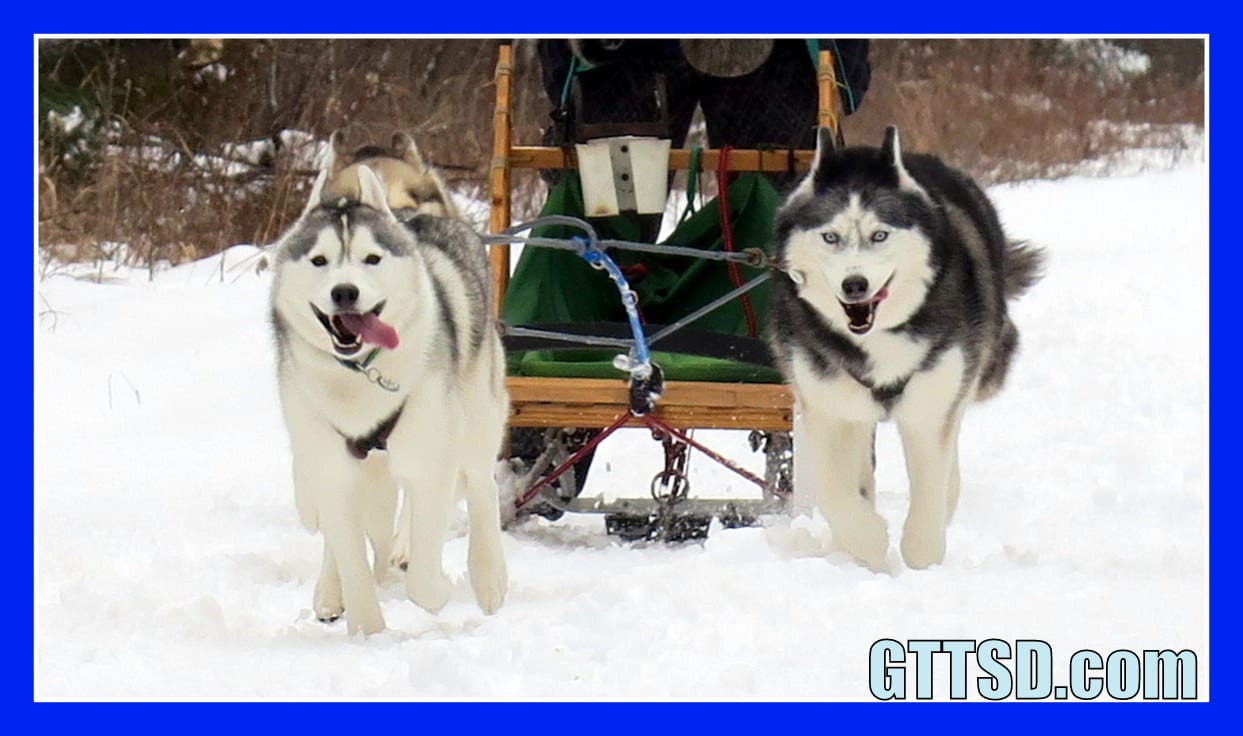 Gone To The Snow Dogs Oakley