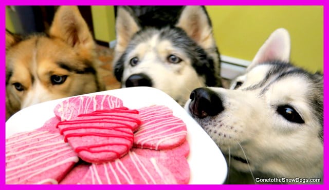 valentines dog treats