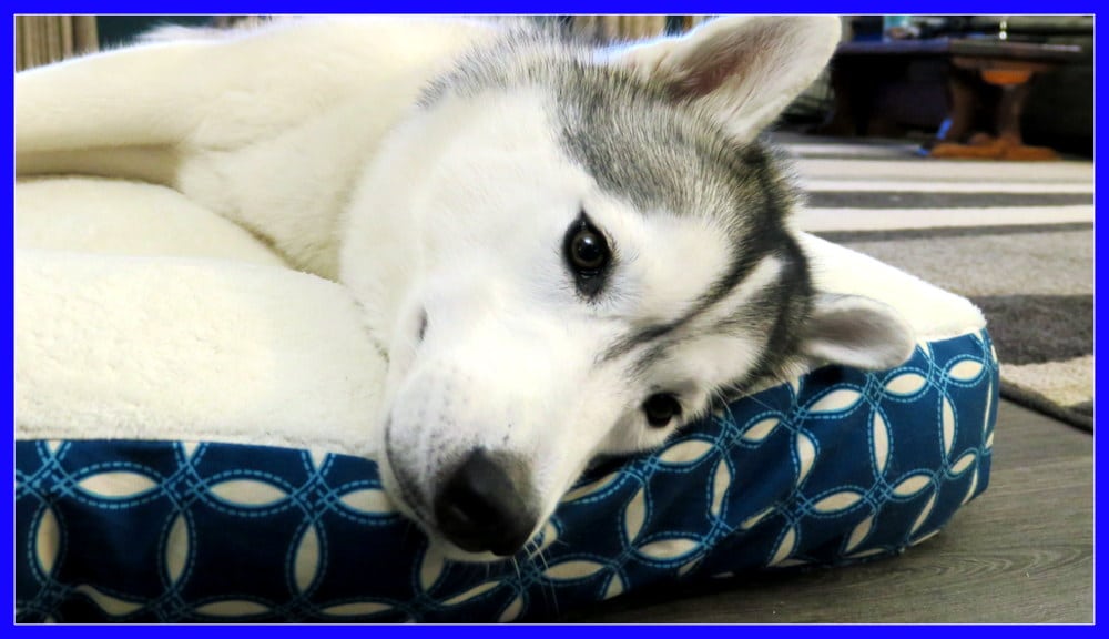 Spring Cleaning with the Huskies Petco Giveaway Gone to the Snow