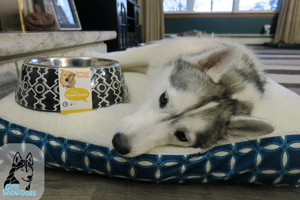 Spring Cleaning with the Huskies Petco Giveaway Gone to the Snow