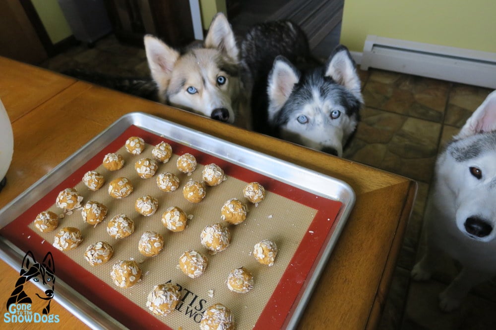 NO BAKE PEANUT BUTTER DOG COOKIES DIY DOG TREATS Gone to the Snow
