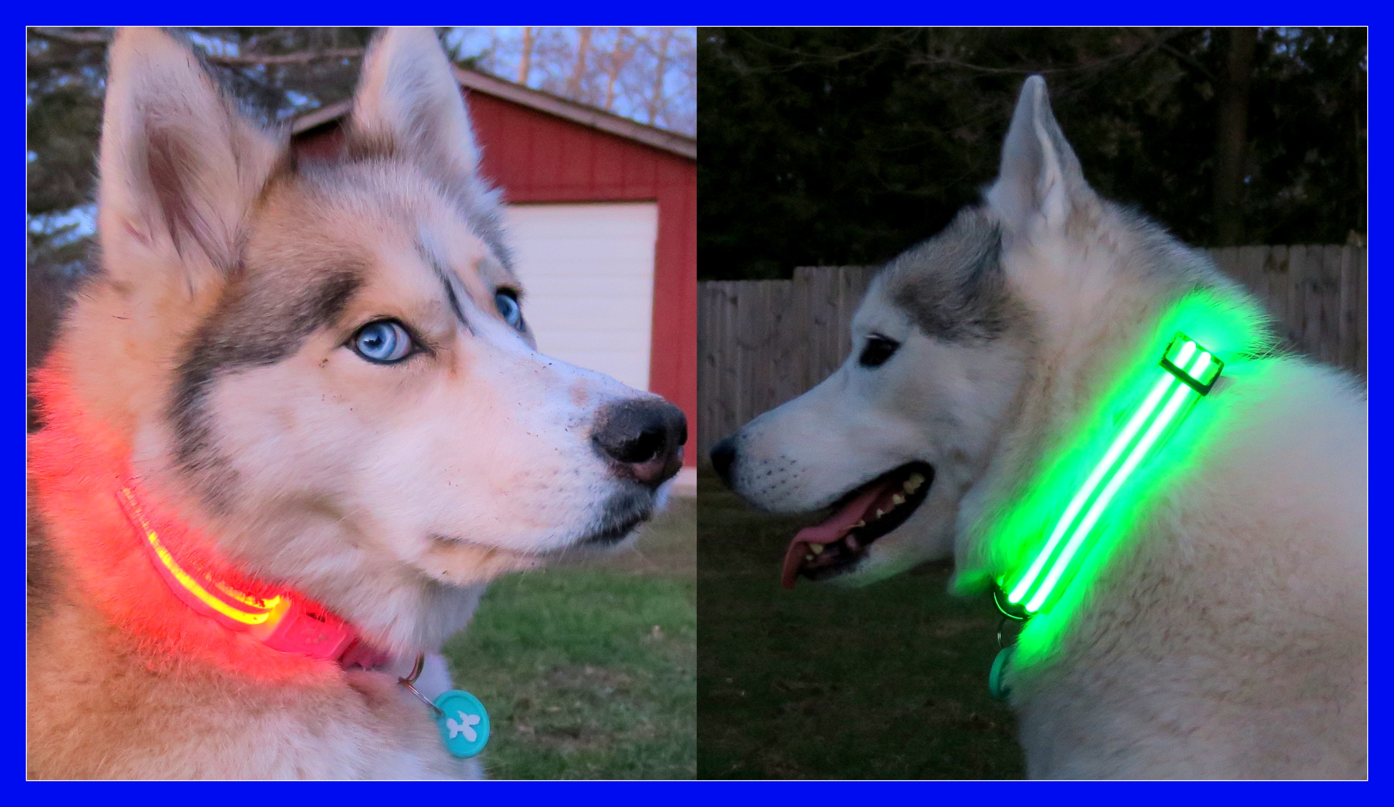 MAKE YOUR DOGS SAFER AT NIGHT Gone to the Snow Dogs Siberian Husky Love