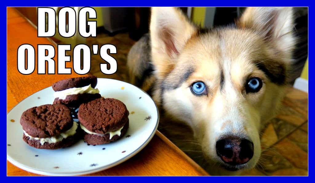 DIY OREO DOG COOKIES Gone to the Snow Dogs Siberian Husky Love