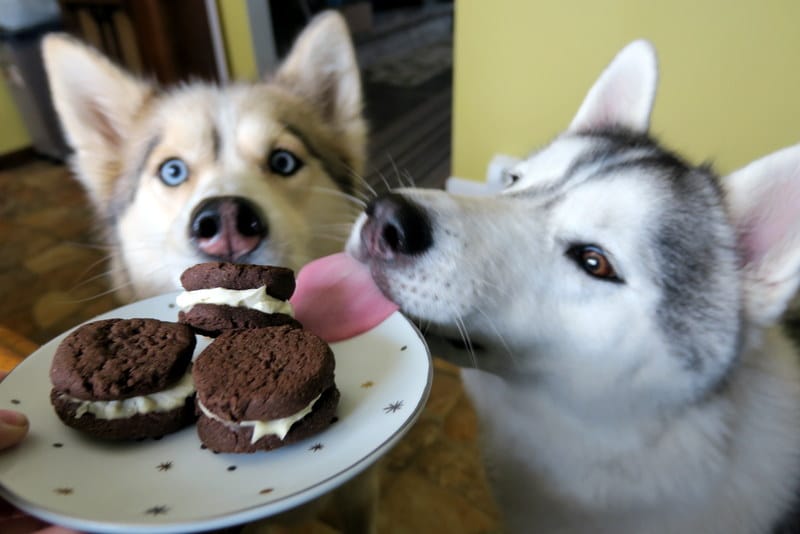 DIY OREO DOG COOKIES Gone to the Snow Dogs Siberian Husky Love