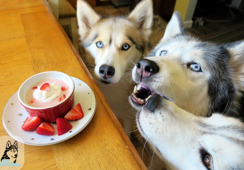DIY DOG SMOOTHIE Strawberry Banana Smoothie HuffPost
