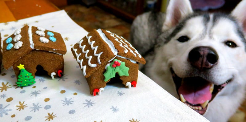 gingerbread dog treats