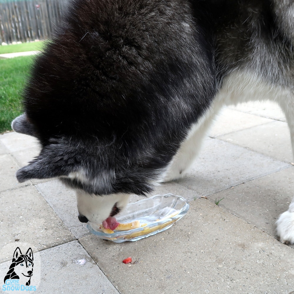 DIY BANANA SPLIT FOR DOGS DIY Dog Treats Gone to the Snow Dogs