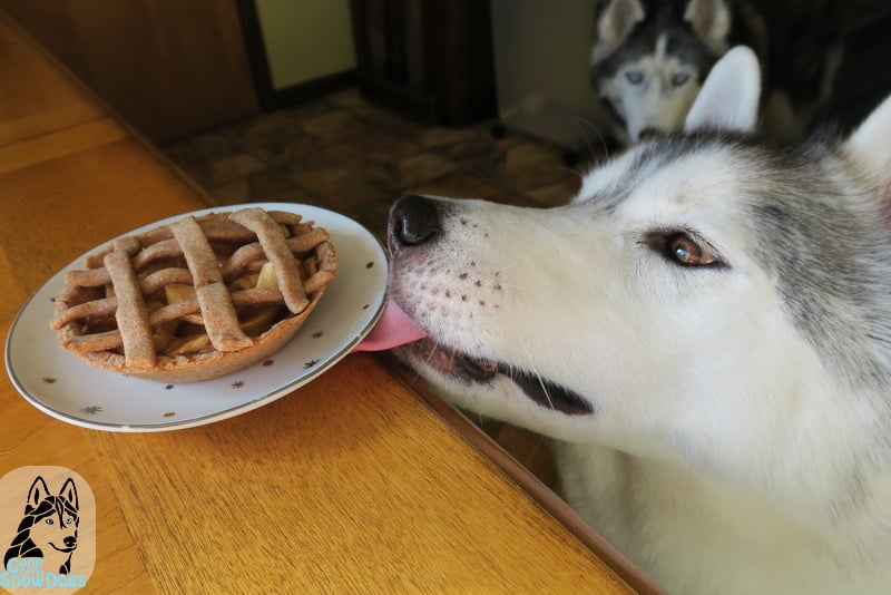 DIY APPLE PIE FOR DOGS Gone to the Snow Dogs Siberian Husky Love