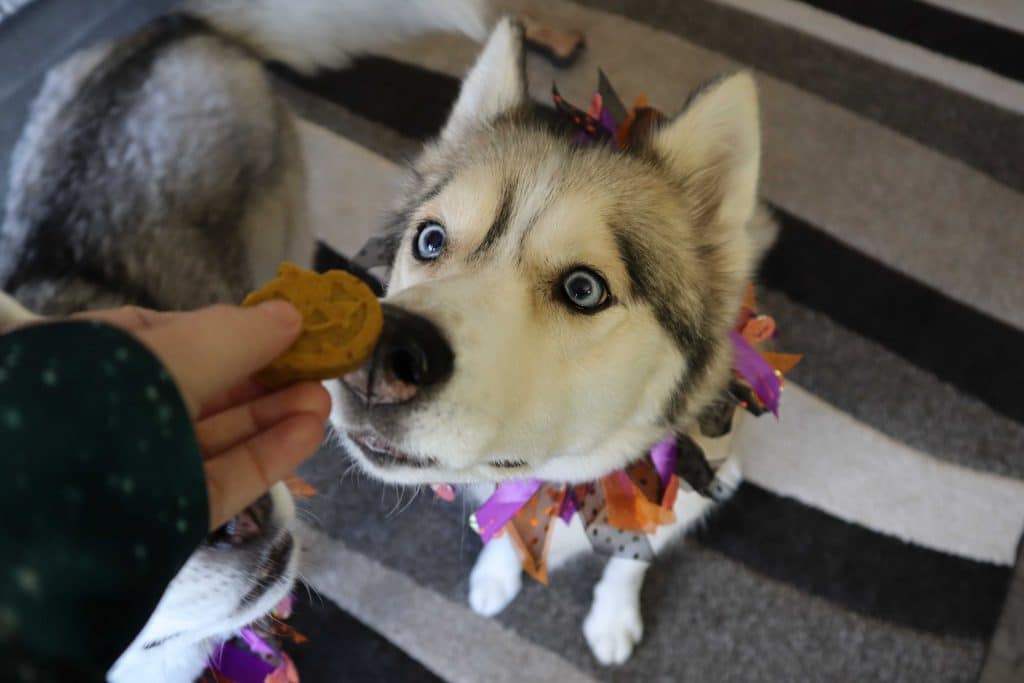 Pumpkin Spice Muffins For Dogs Halloween Dog Treats Gone To The