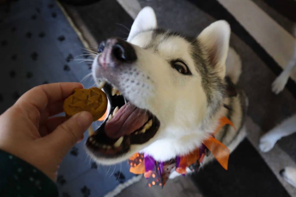 Pumpkin Spice Muffins For Dogs Halloween Dog Treats Gone To The