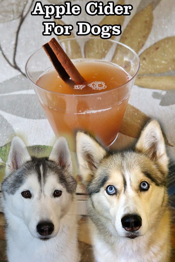 Apple Cider For Dogs