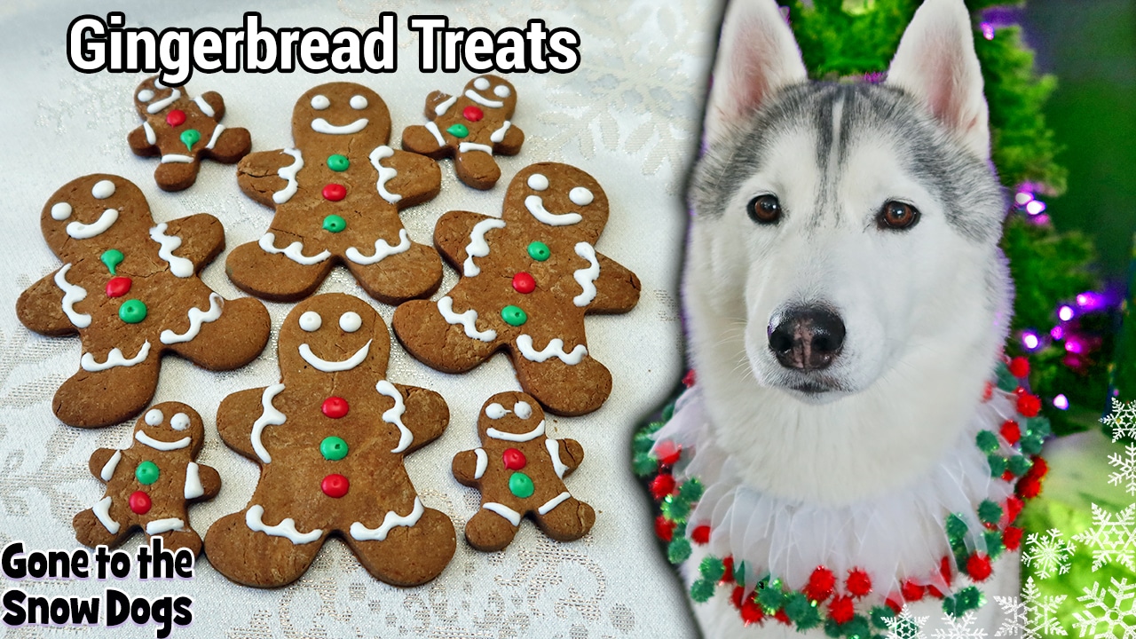 Gingerbread Cookies for Dogs Recipe Gone to the Snow Dogs Siberian Husky Love